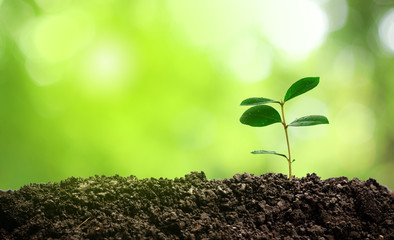 Small trees are growing in the light of the morning sun with natural green background. The concept of love the world.