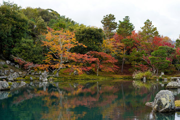 Autumn zen garden with still pond and stone on coloful forest of Arashiyama mountains background,water reflection with white isolated sky background garden design in  Tenryuji Temple Arashiyama Kyoto 