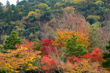 Close up the top view of coloful Autumn trees in forest of beautiful mountains range background,many kind of trees turn to red orange yellow in fall season, attractive destination in Japan
