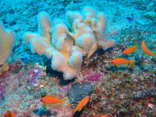 coral fish