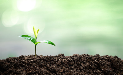 Small trees are growing in the light of the morning sun with natural green background. The concept of love the world.