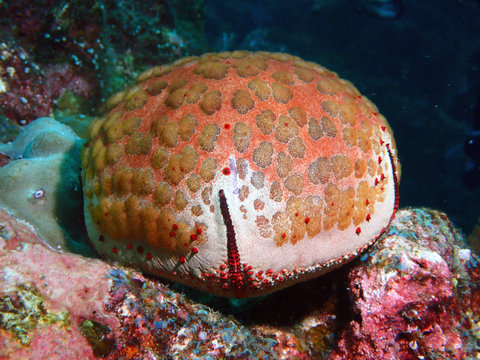 Cushion Star
