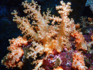 soft coral