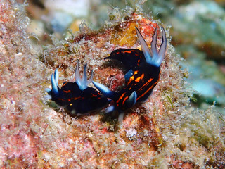 Nudibranch
