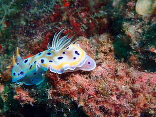 Tryon's Nudibranch