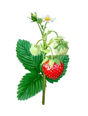 ripe strawberry berry on a branch. color illustration on a white
