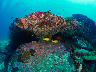  blue-stripe snappers and coral groupe