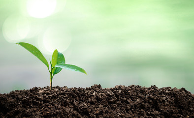 Small trees are growing in the light of the morning sun with natural green background. The concept of love the world.
