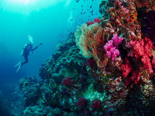Naklejka na ściany i meble diver with coral