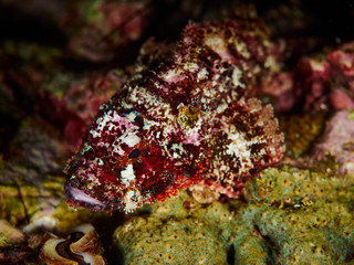  scorpionfish
