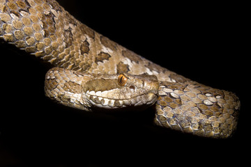 Rattlesnake/Cascabel