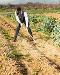 Man hoeing soil on onion rows