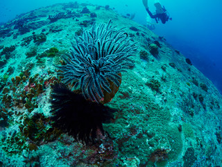 Fototapeta na wymiar undersea