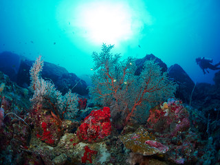 Naklejka na ściany i meble diver with coral