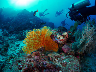 diver with coral
