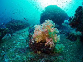 Obraz na płótnie Canvas diver with coral