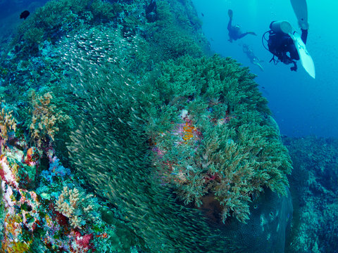 Ricefish / Glassfish