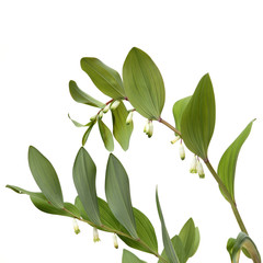 Polygonatum sibiricum on white background