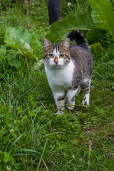 Naklejka na ściany i meble A stray tabby cat walks in the garden of a country house.