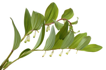 Obraz premium Polygonatum sibiricum on white background
