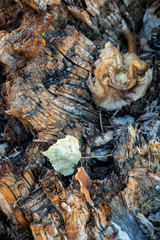 closeup of the trunk of a rough tree