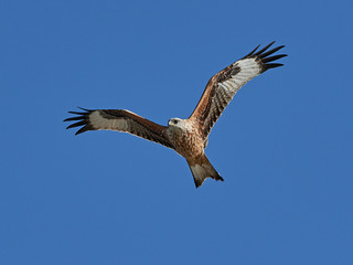 Fototapeta premium Red kite (Milvus milvus)