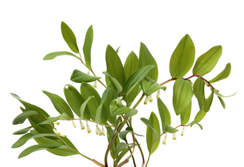Polygonatum sibiricum on white background