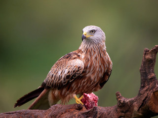 Red kite (Milvus milvus)