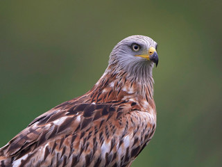 Red kite (Milvus milvus)
