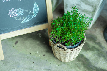 Beautiful green foliage plants for gardening indoors, placed in pots.