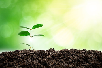 Small trees are growing in the light of the morning sun with natural green background. The concept of love the world.