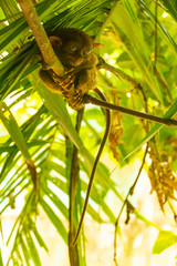Tarsier in Bohol