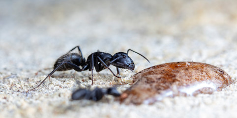 big red forest ant in natural habitat
