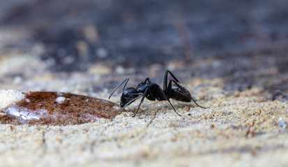 big red forest ant in natural habitat