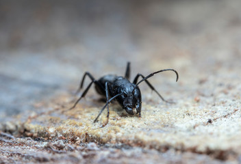 big red forest ant in natural habitat
