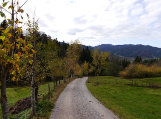 Fototapeta na wymiar a road through the autumnal colourful forest with many orange, yellow, red and green trees