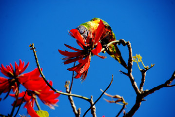 Colorful parrot bird of paradise