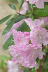 ピンクのシャクナゲ