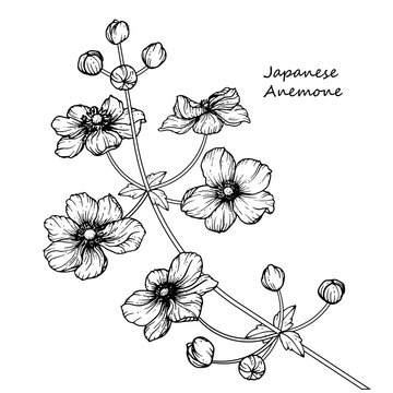 Sketch Floral Botany Collection. Japanese anemone flower drawings. Black and white with line art on white backgrounds. Hand Drawn Botanical Illustrations.Vector.