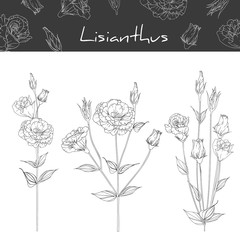 Sketch Floral Botany Collection. Lisianthus flower drawings. Black and white with line art on white backgrounds. Hand Drawn Botanical Illustrations.Vector.