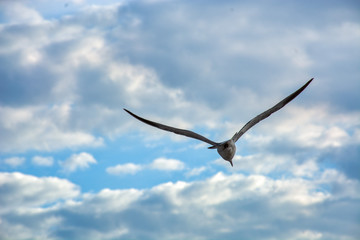 Seagull