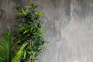 against the gray wall in the loft style green plant