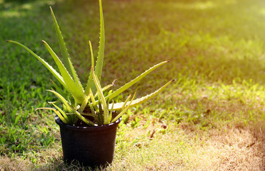 Aloe vera plant in pot on lawn, In Sunlight.