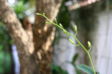 Orchid Buds with blurred background.