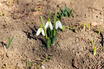 White snowdrop flowers (Galanthus nivalis) on early spring