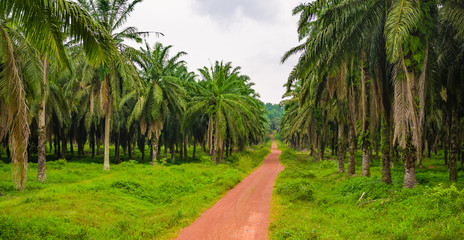 Fototapeta na wymiar Road into palm tree plantation