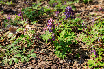 Purple corydalis flowers in forest at spring