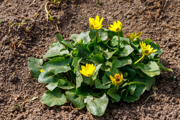 Yellow buttercups on the meadow