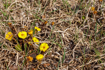 Coltsfoot flower (Tussilago farfara) on meadow
