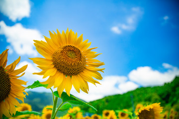 長野県平谷村のひまわり畑